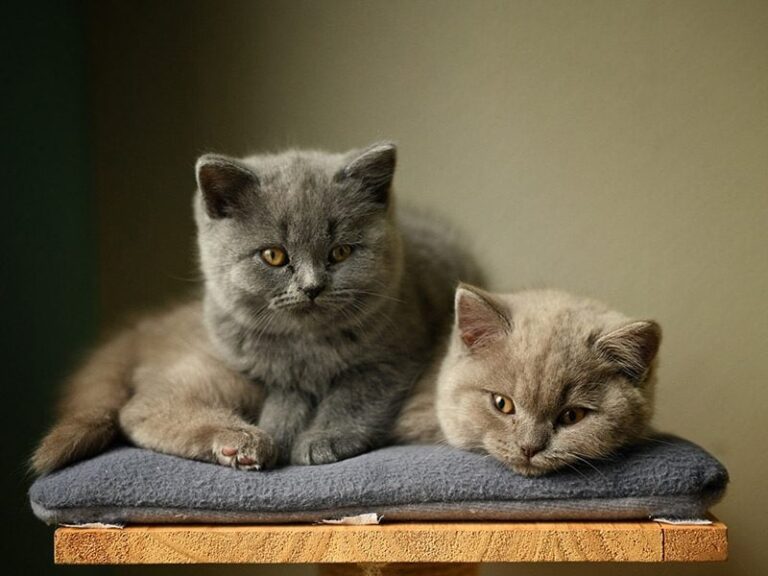 Cats lying on perch