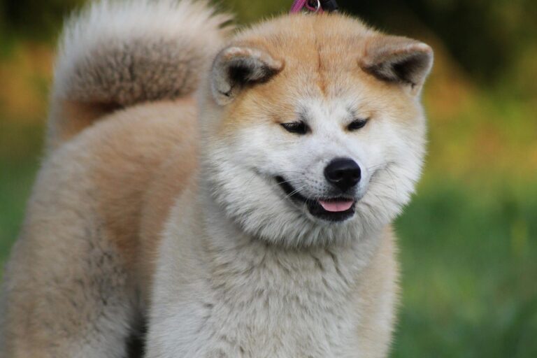 Tan and White Akita