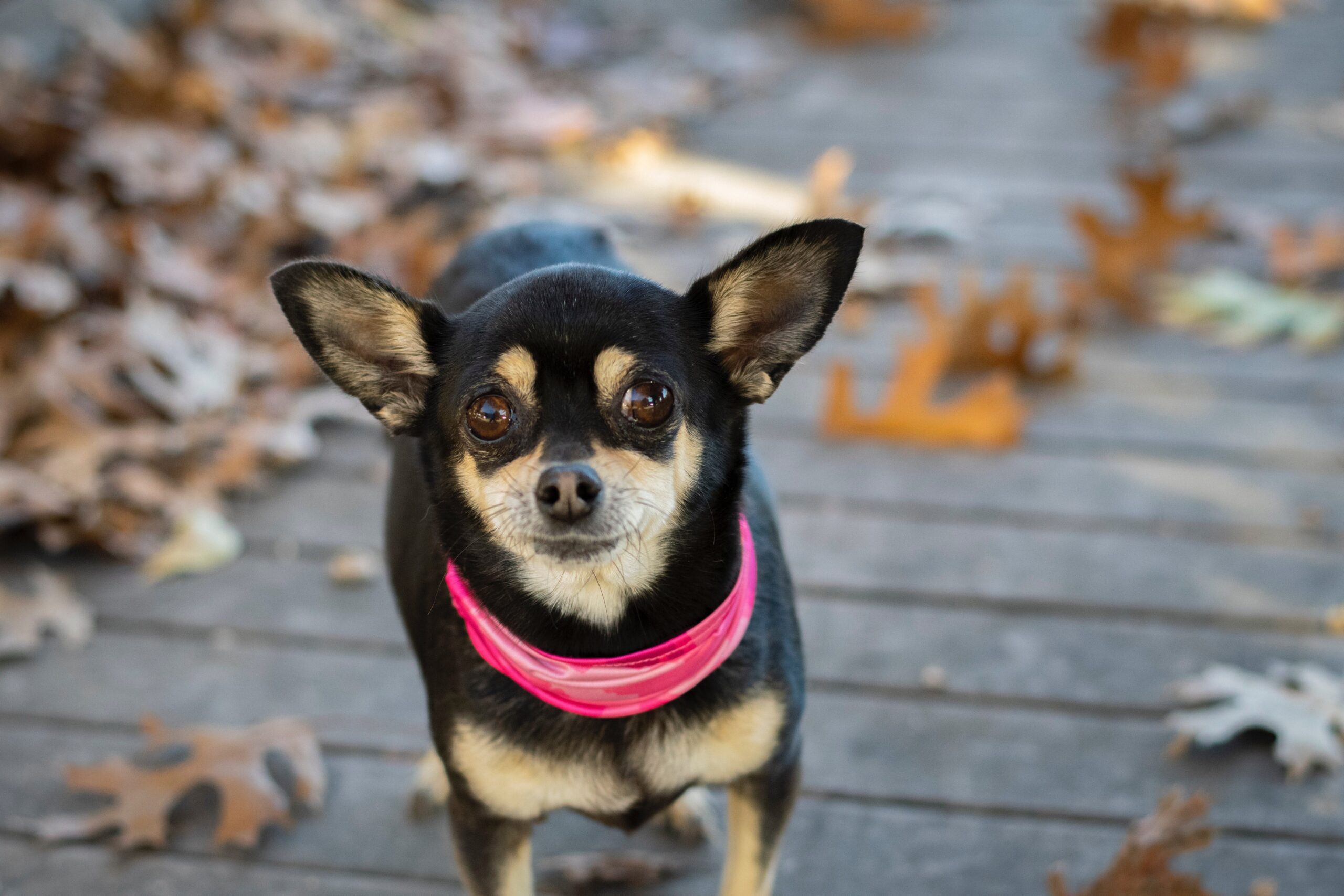 Tan and black chihuahua