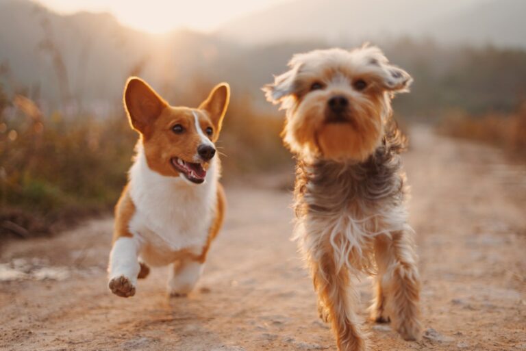Two Dogs Walking Path