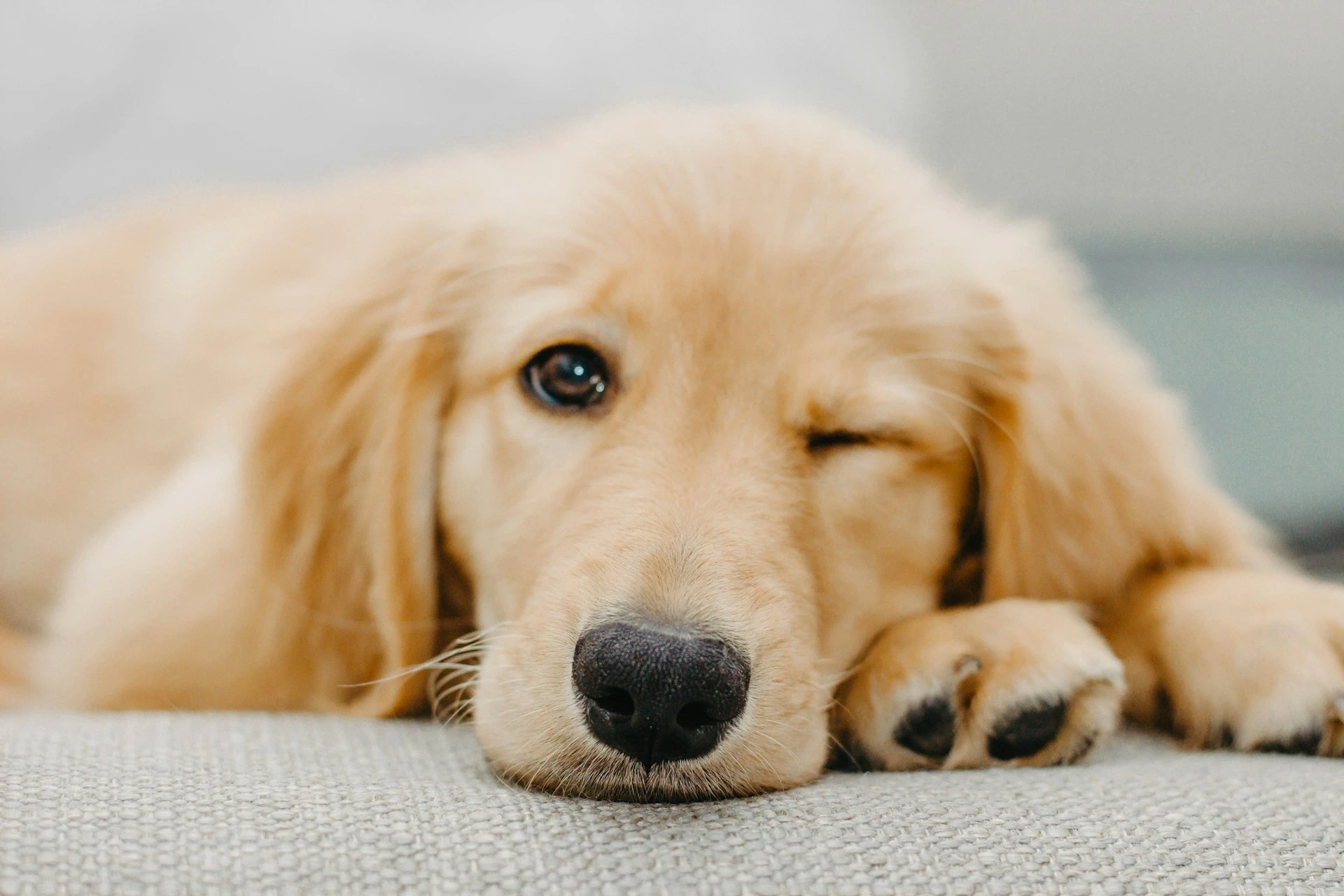A golden retriever puppy resting its head on a gray couch, winking.