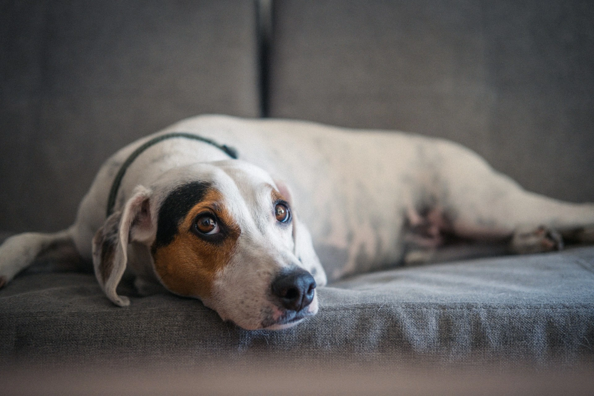 A white dog lies on a gray sofa, looking upward.