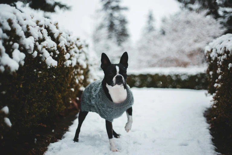 A Boston Terrier wearing a gray cable-knit sweater stands on a snow-covered path between frosted hedges in a winter park.
