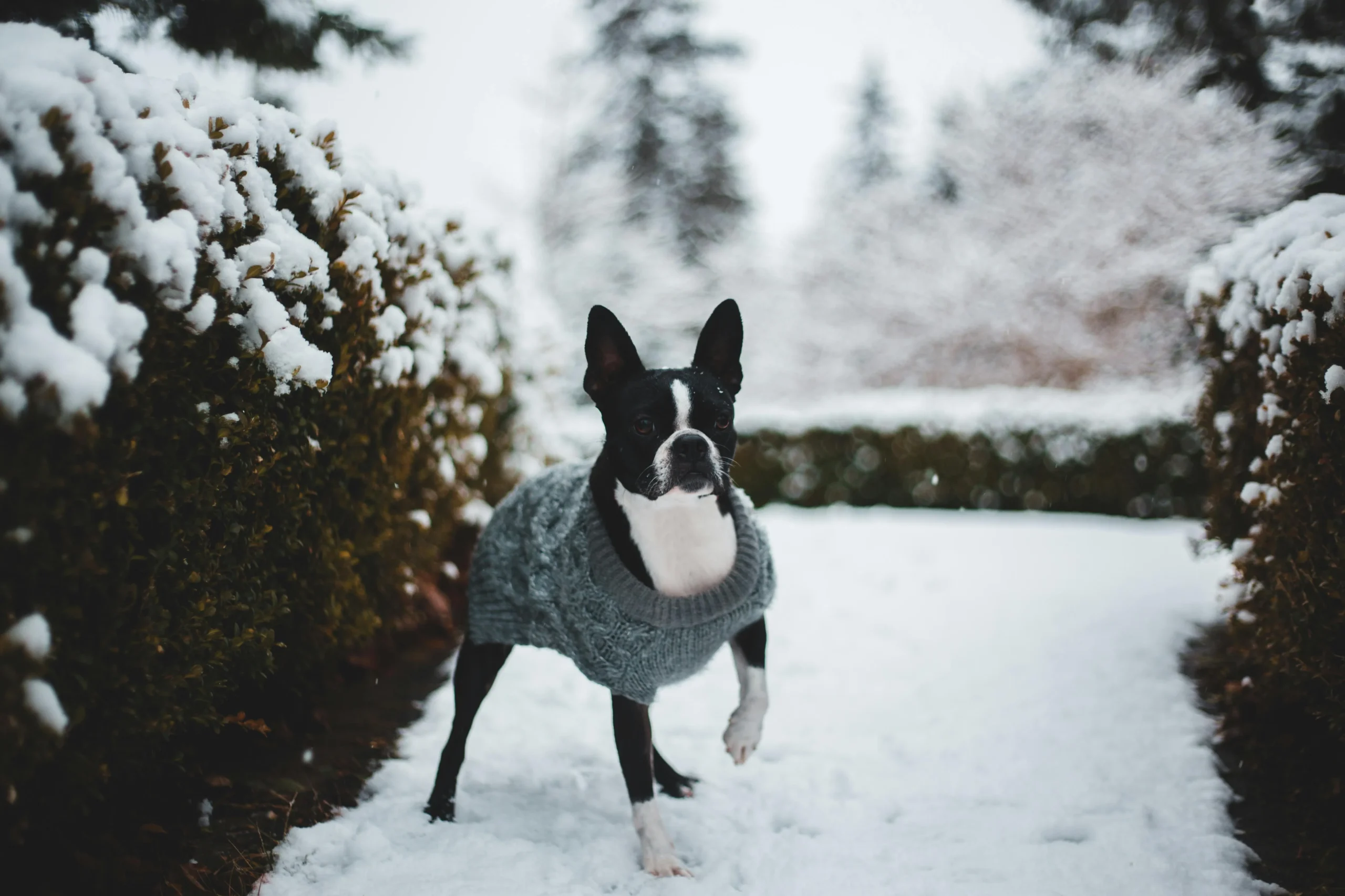 A Boston Terrier wearing a gray cable-knit sweater stands on a snow-covered path between frosted hedges in a winter park.
