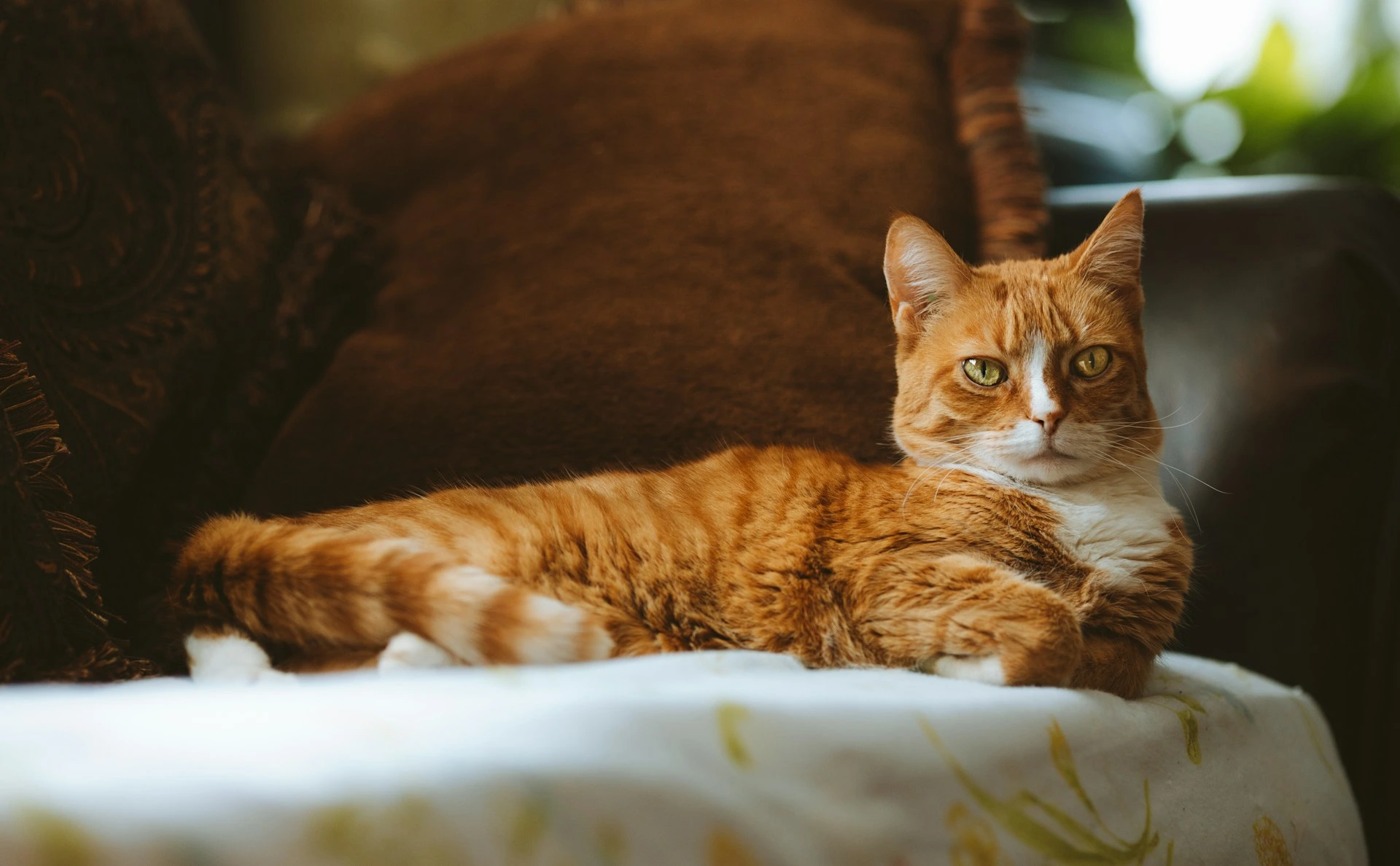 An orange tabby cat lies on a white patterned cushion against a backdrop of brown pillows.